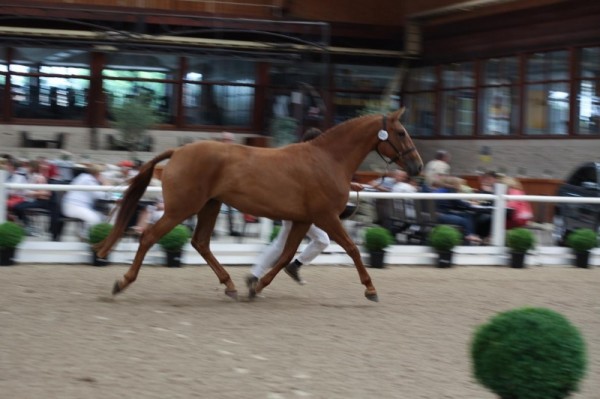 Jayca van Diependaele: 1ste 3-jarige merries (Canadian River)