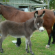 Adoption Service for Orphaned Foals